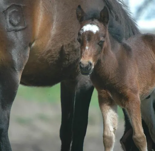 Casa Do Mercador Real de Cima